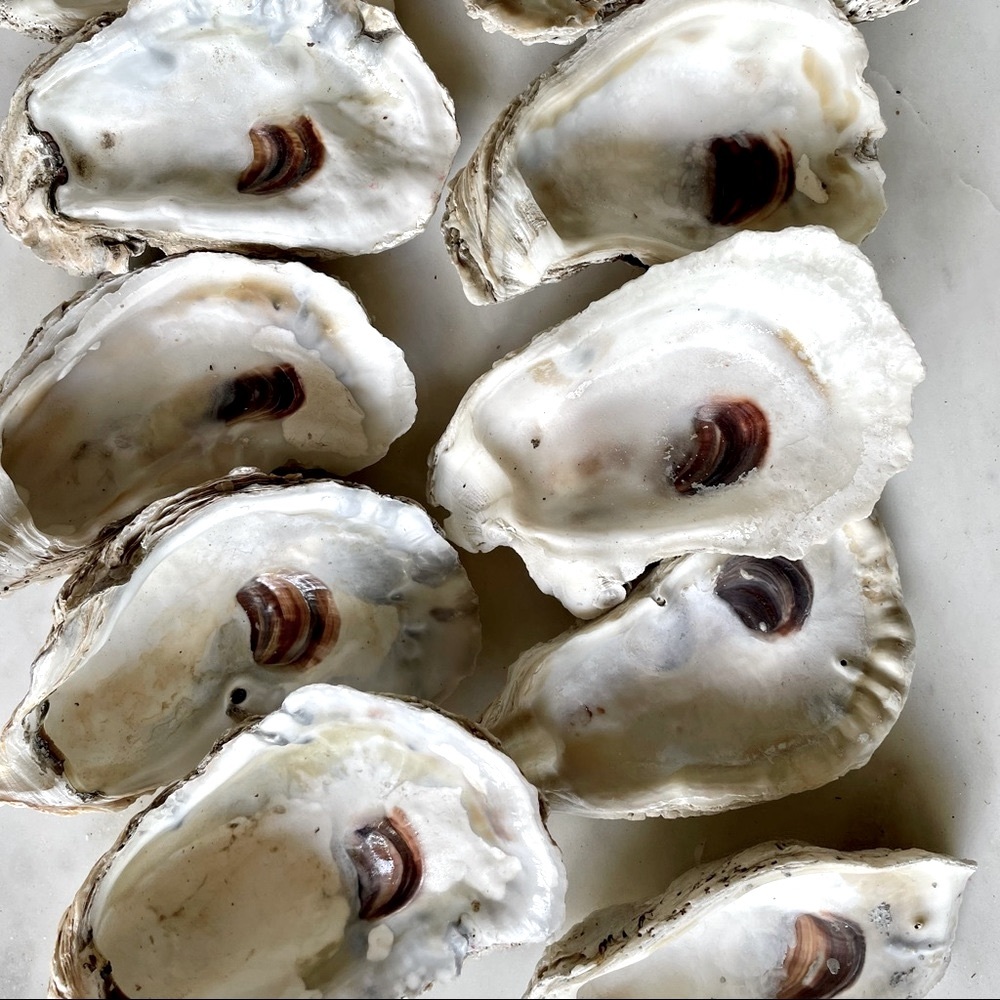 10, 3-5” or longer, cleaned & polished (mineral oil) CUPPED oyster shells